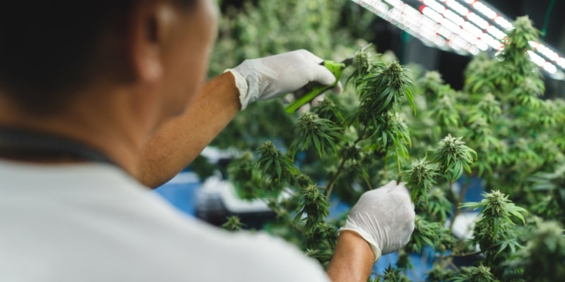 Man trimming cannabis buds during production process.