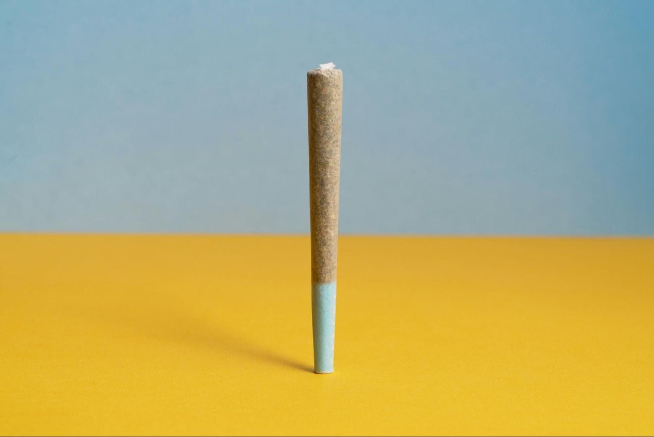 A pre-roll standing vertically on a yellow and blue backdrop. 