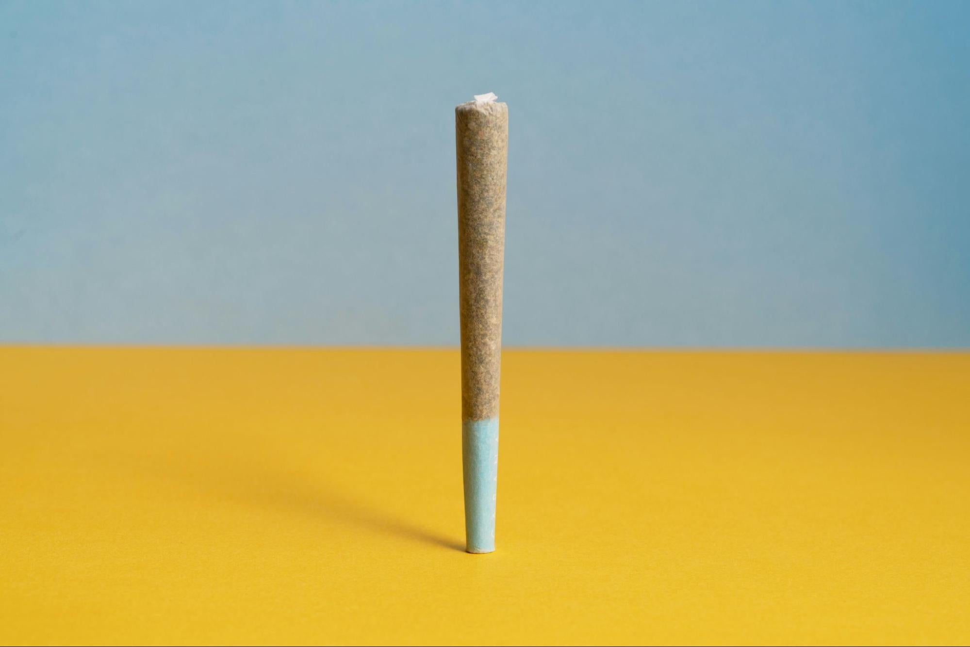 A pre-roll standing vertically on a yellow and blue backdrop. 